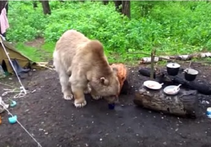 Medo je uletio u kamp ljudima a ono što je uradio ostavilo je ljude u nevjerici (VIDEO)