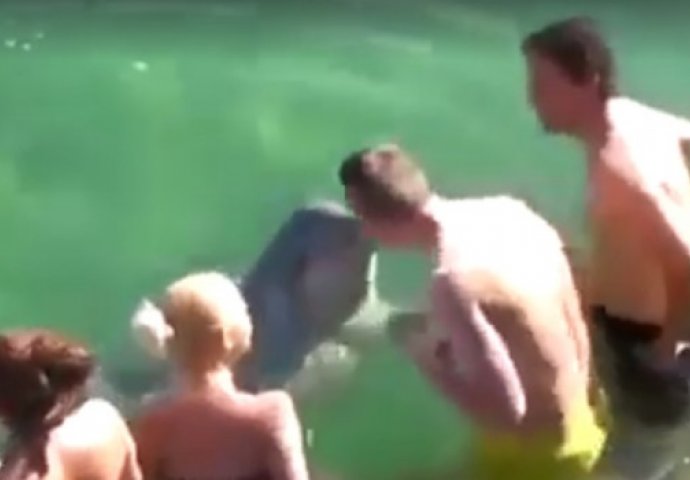 Delfin doplivao do ljudi u Neumu i počeo ih ljubiti (VIDEO)