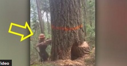 Drvosječa je počeo rezati staro drvo, a onda je sve krenulo po zlu! (VIDEO)