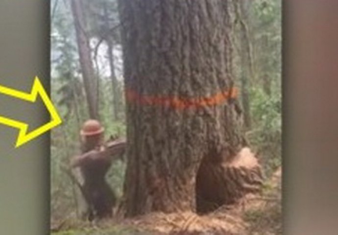 Drvosječa je počeo rezati staro drvo, a onda je sve krenulo po zlu! (VIDEO)