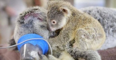 Fotografija koja je obišla svijet: Mala koala ne napušta mamu ni tokom operacije!
