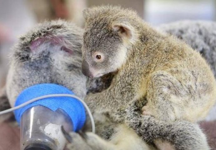 Fotografija koja je obišla svijet: Mala koala ne napušta mamu ni tokom operacije!