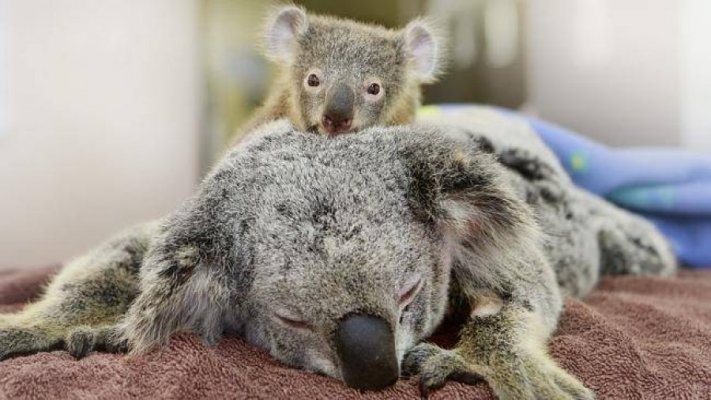 koala-beba-2