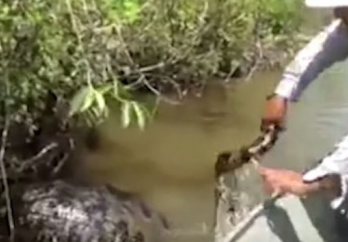 Ribari su probudili ogromnu anakondu, a onda je ona podivljala! (VIDEO)