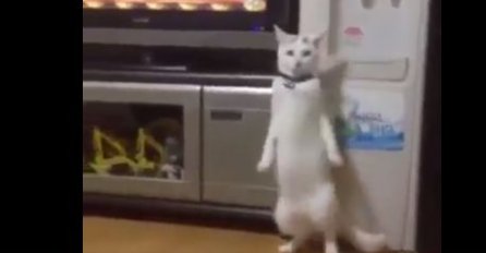 Ova mačka je podijelila internet: Neki su oduševljeni, a neki smatraju da je ono što radi zastrašujuće