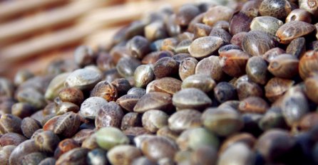 Gradiška: Pronađeno oko 600 sjemenki indijske konoplje