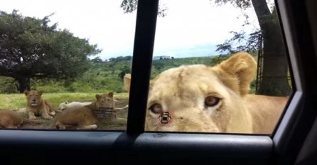 Prolazili su pored grupe lavova, nekoliko trenutaka poslije događa se nešto nezamislivo (VIDEO) 