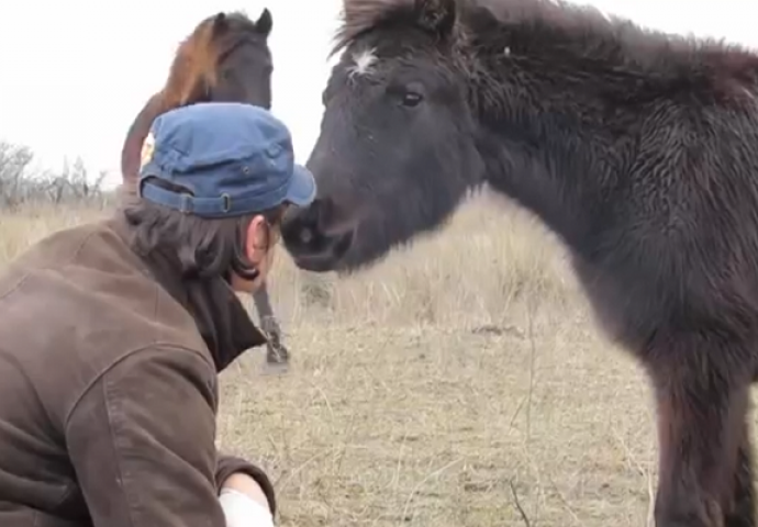 Ovaj bespomoćni konj bio je u lancima cijeli život, evo kako se zahvalio svojim spasiocima (VIDEO)