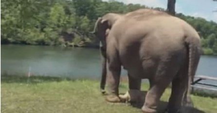 Ovaj slon je 3 sedmice čekao na istom mjestu, ali sačekajte da vidite koga je čekao (VIDEO)