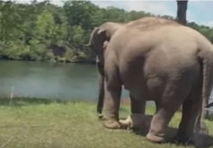 Ovaj slon je 3 sedmice čekao na istom mjestu, ali sačekajte da vidite koga je čekao (VIDEO)