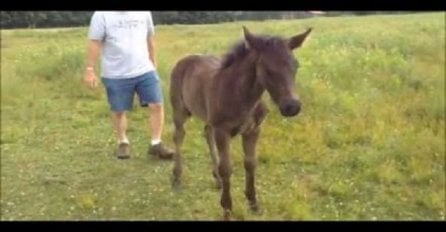 Prišao je malom konju s leđa, dobro obratite pažnju šta se događa na 0:13 sekundi snimka (VIDEO)