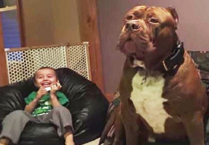 Ovo je najveći Pitbull na svijetu, težak je kao i prosječna osoba (VIDEO)