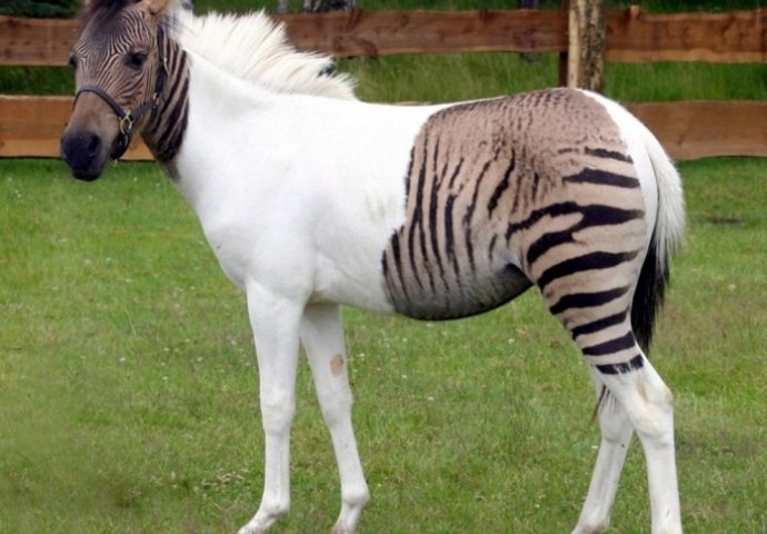 Nije photoshop: Zanijemit ćete kada shvatite da su ove fotografije realne