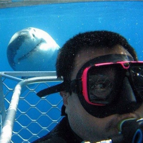 jos-jedna-fotogenicna-ajkula-u-okeanu-10