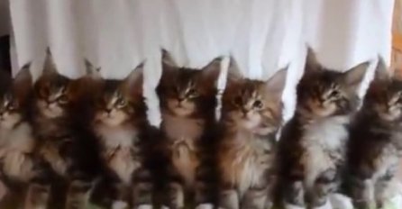 Ovih sedam mačića postali su pravi hit na internetu, pogledajte zašto (VIDEO)