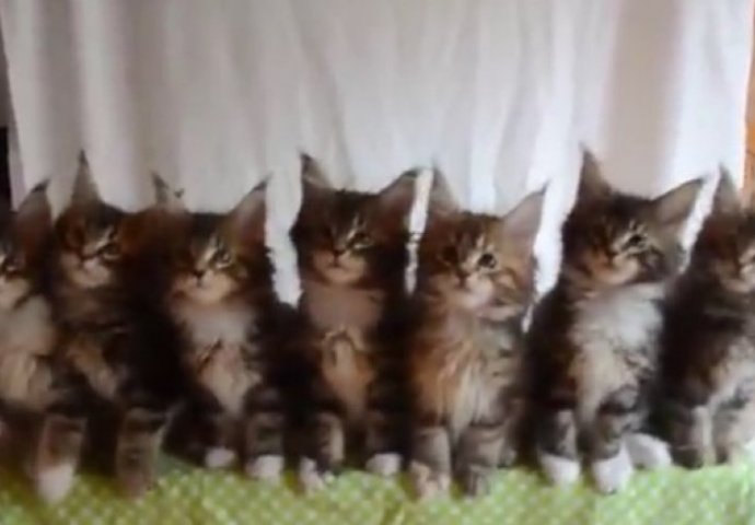 Ovih sedam mačića postali su pravi hit na internetu, pogledajte zašto (VIDEO)