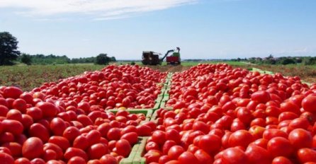 Milioni propadaju zbog zabrane na izvoz voća i povrća u Rusiju