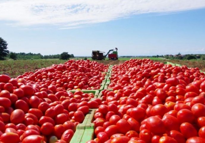 Milioni propadaju zbog zabrane na izvoz voća i povrća u Rusiju