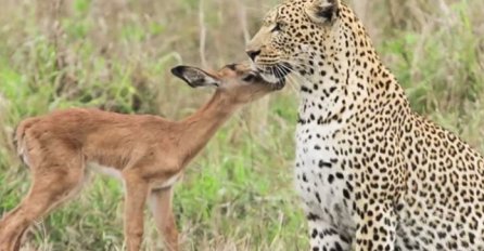 Antilopa je prišla leopardu: Ono što se zatim desilo mnoge je ostavilo bez riječi (VIDEO) 