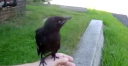 Šta se desi kada se vrana sprijatelji sa čovjekom? Skočila je na njegovo koljeno  a potom uradila ovo (VIDEO)