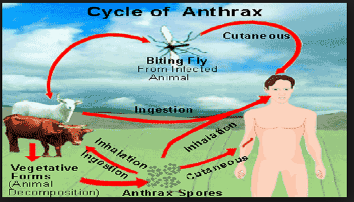 antraks-bacillus-anthracis