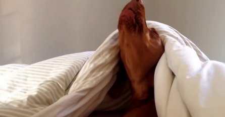 Pogledajte reakciju pospanog psa kada ga je probudio alarm (VIDEO)