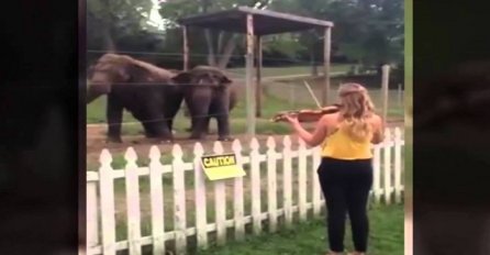 Djevojka je slonovima zasvirala violinu, a njihova reakcija će vas dobro iznenaditi (VIDEO)