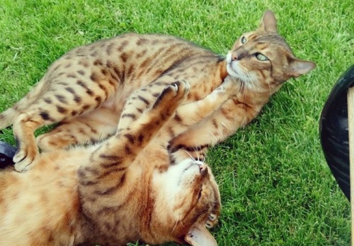 Ovo su najljepše mace na svijetu, izaberite najslađu [FOTO]