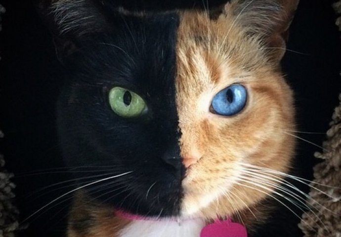 Ovo su najljepše mace na svijetu, izaberite najslađu [FOTO]