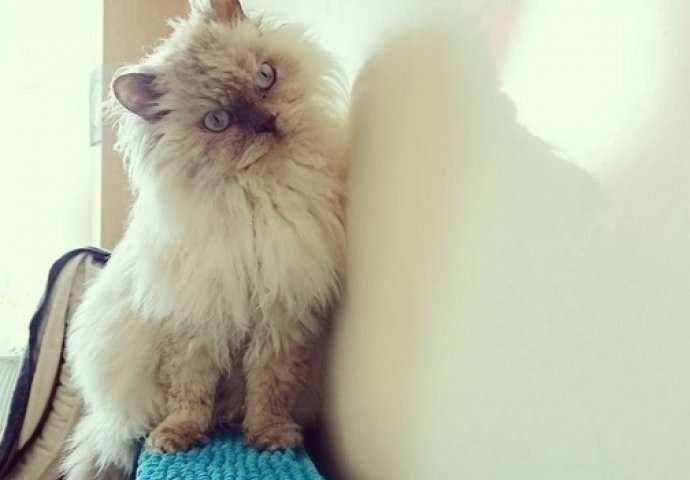 Ovo su najljepše mace na svijetu, izaberite najslađu [FOTO]