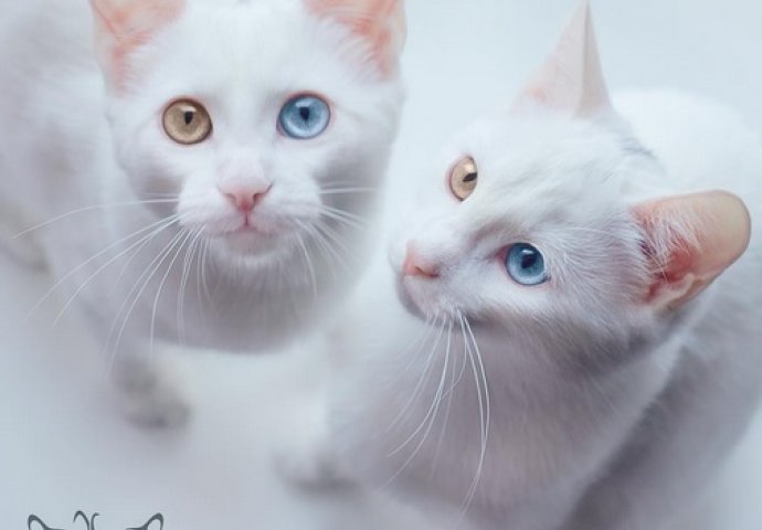 Ovo su najljepše mace na svijetu, izaberite najslađu [FOTO]