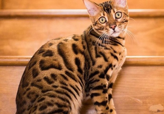 Ovo su najljepše mace na svijetu, izaberite najslađu [FOTO]