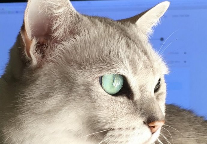 Ovo su najljepše mace na svijetu, izaberite najslađu [FOTO]