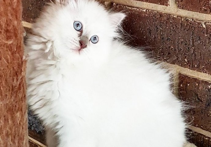 Ovo su najljepše mace na svijetu, izaberite najslađu [FOTO]