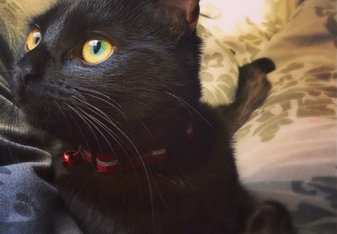 Ovo su najljepše mace na svijetu, izaberite najslađu [FOTO]