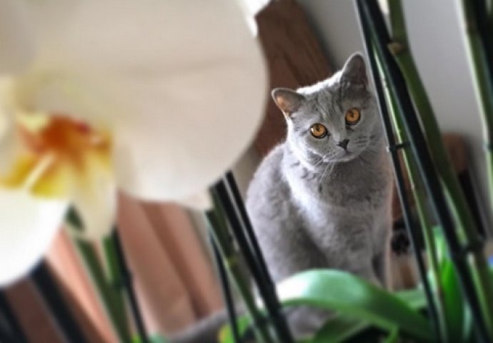 Ovo su najljepše mace na svijetu, izaberite najslađu [FOTO]