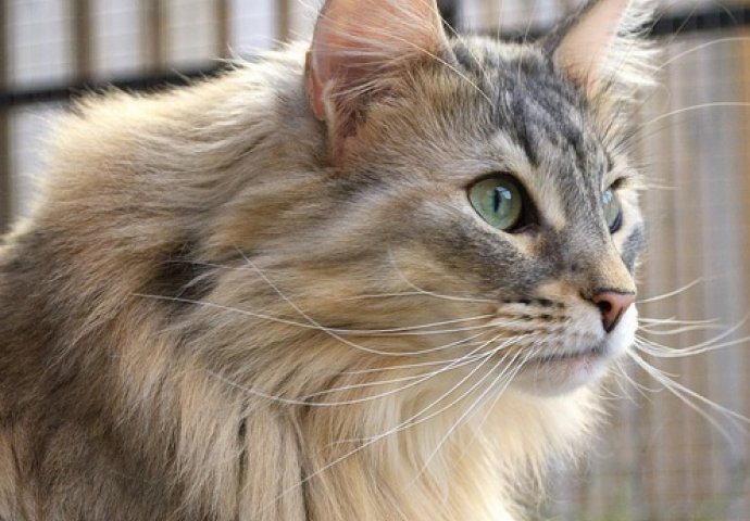 Ovo su najljepše mace na svijetu, izaberite najslađu [FOTO]