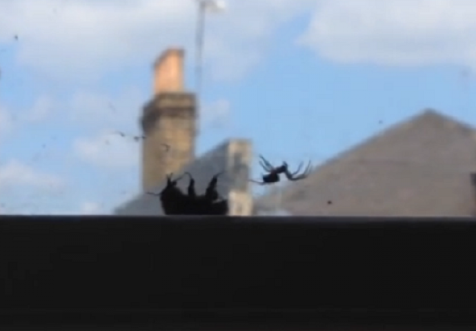 Pčela se zapetljala u paukovu mrežu, no onda se dogodilo nešto sasvim neočekivano (VIDEO)