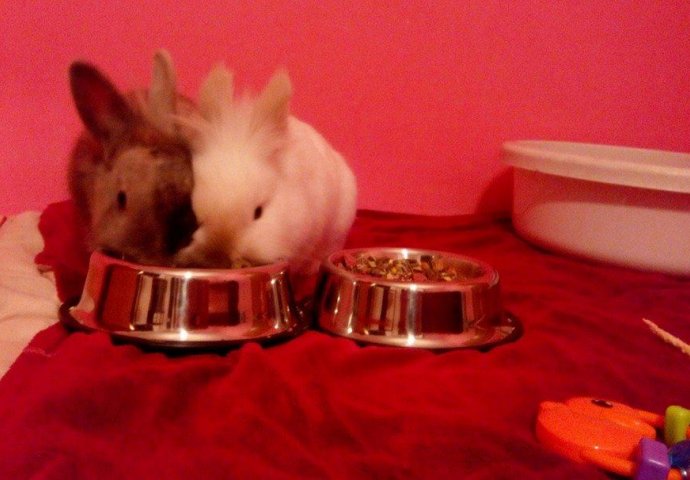 Šapice i njuškice za sreću: Kunići koji su ujedinili region [FOTO]