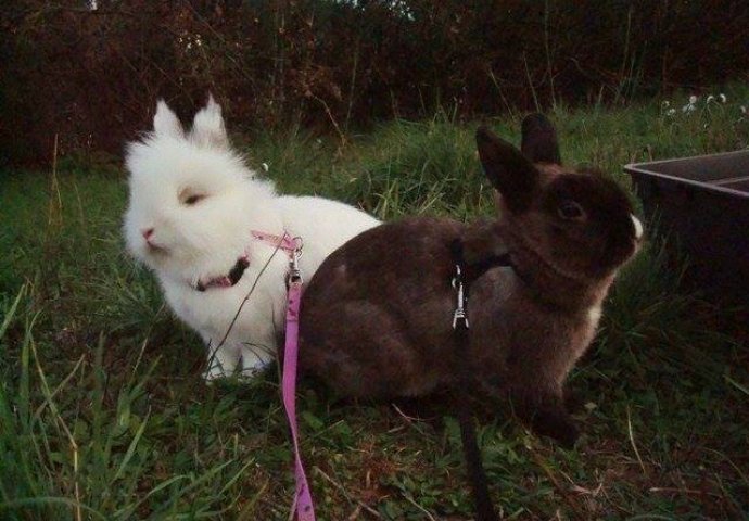 Šapice i njuškice za sreću: Kunići koji su ujedinili region [FOTO]