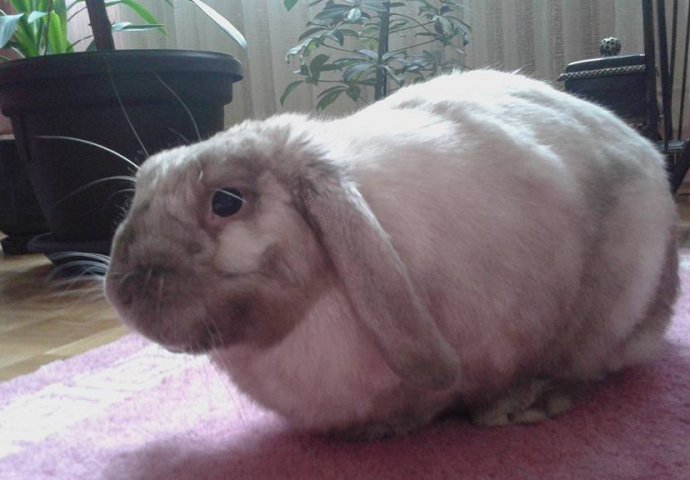 Šapice i njuškice za sreću: Kunići koji su ujedinili region [FOTO]