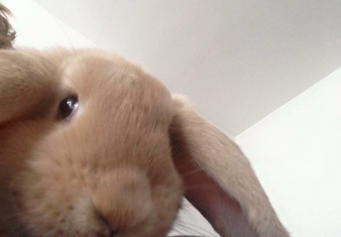 Šapice i njuškice za sreću: Kunići koji su ujedinili region [FOTO]