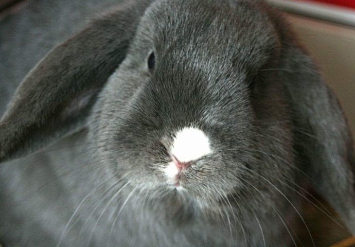 Šapice i njuškice za sreću: Kunići koji su ujedinili region [FOTO]