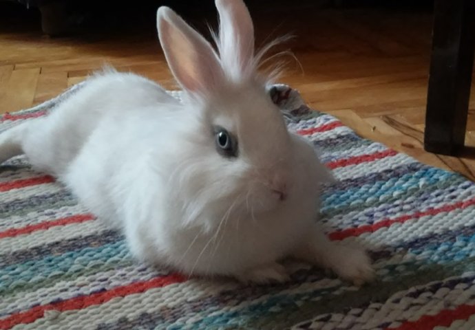 Šapice i njuškice za sreću: Kunići koji su ujedinili region [FOTO]