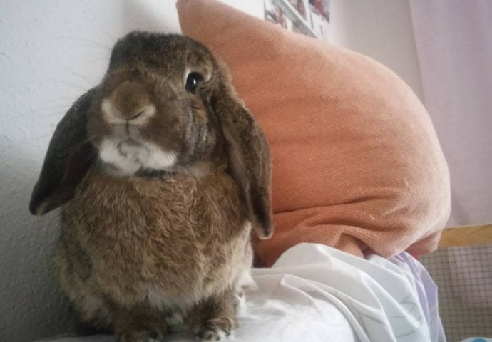 Šapice i njuškice za sreću: Kunići koji su ujedinili region [FOTO]