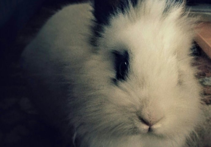 Šapice i njuškice za sreću: Kunići koji su ujedinili region [FOTO]