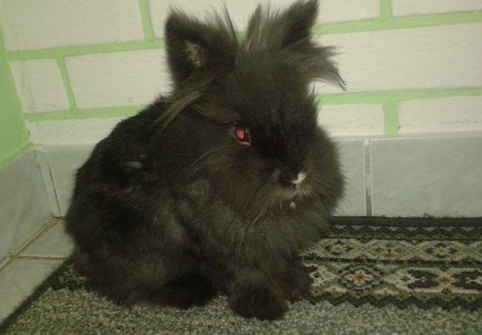 Šapice i njuškice za sreću: Kunići koji su ujedinili region [FOTO]