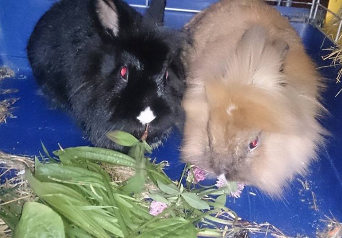 Šapice i njuškice za sreću: Kunići koji su ujedinili region [FOTO]