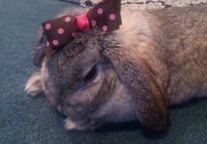 Šapice i njuškice za sreću: Kunići koji su ujedinili region [FOTO]