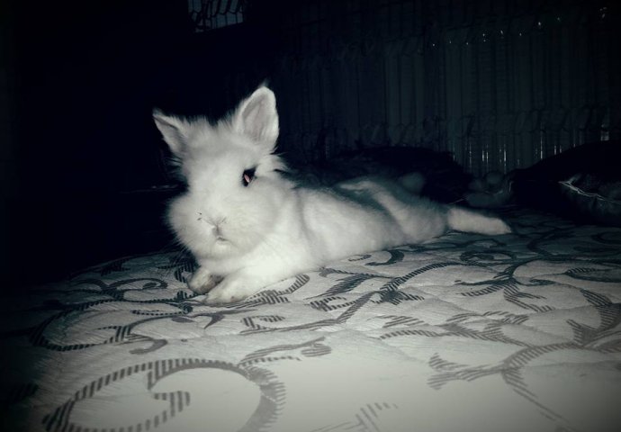 Šapice i njuškice za sreću: Kunići koji su ujedinili region [FOTO]